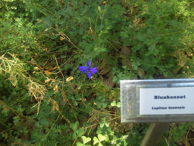 図1 bluebonnet